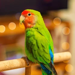 cute-lovebird-parrot-african-parrotcaring-600nw-2491696591