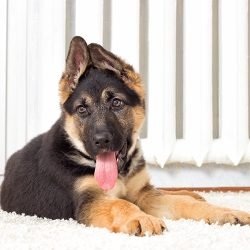 german-shepherd-gallery-8-min