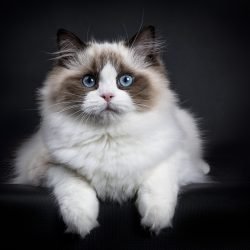 ragdoll-cat